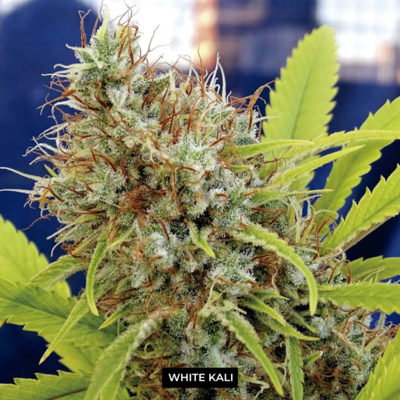 WHITE KALI