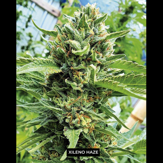 XILENO HAZE