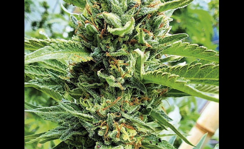 XILENO HAZE