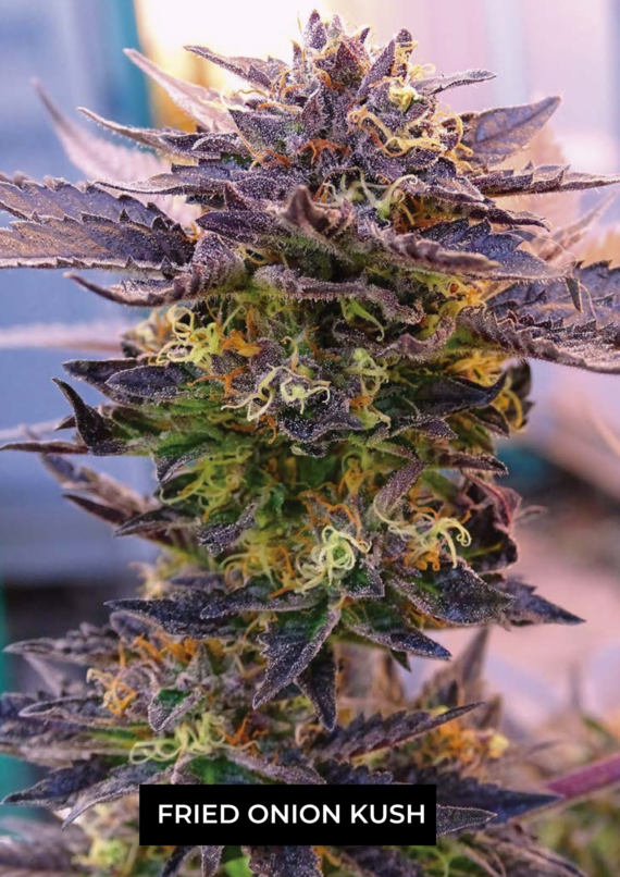 FRIED ONION KUSH