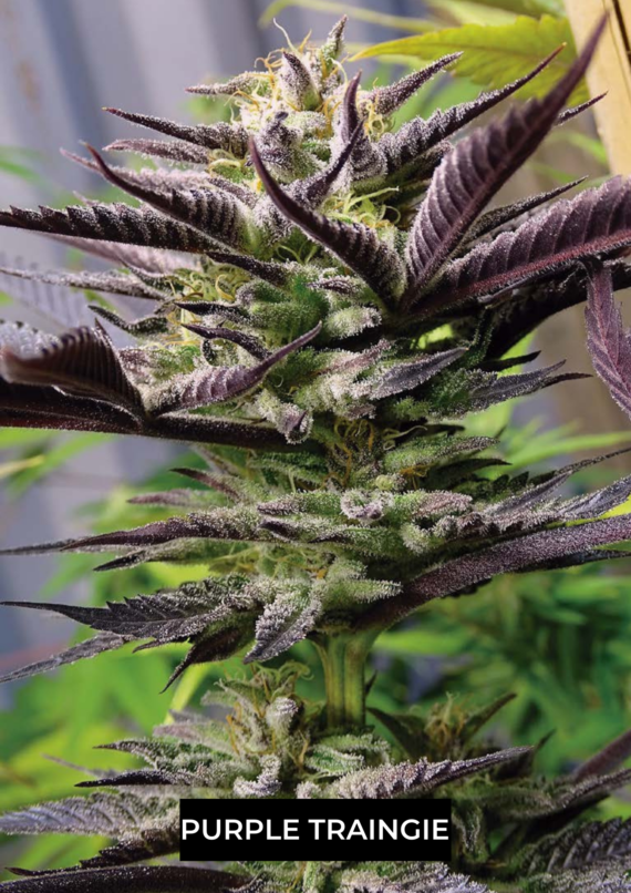 PURPLE TRAINGIE