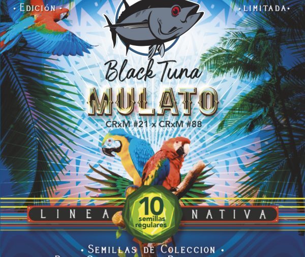 MULATO