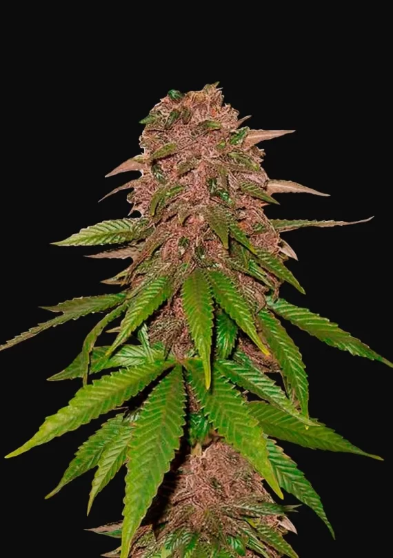 C4 AUTO