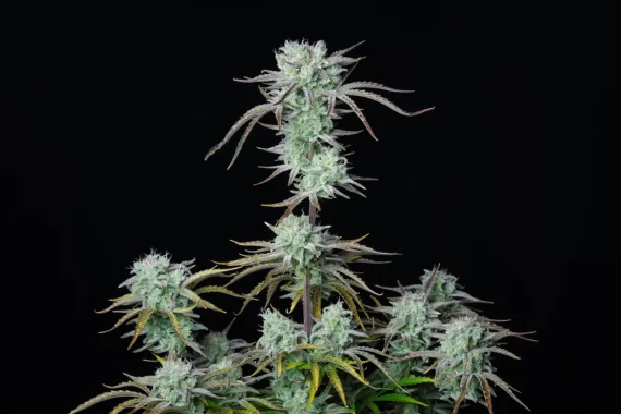 STRAWBERRY BANANA AUTO