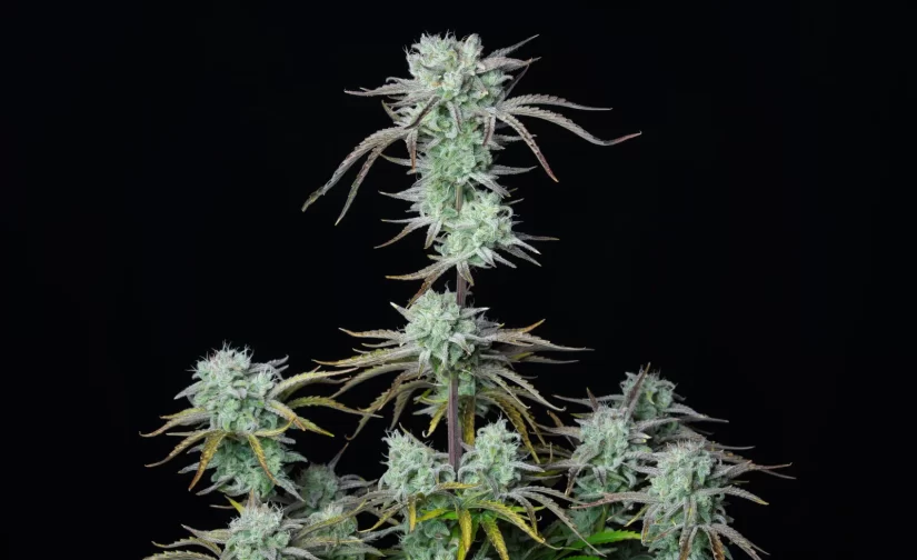 STRAWBERRY BANANA AUTO