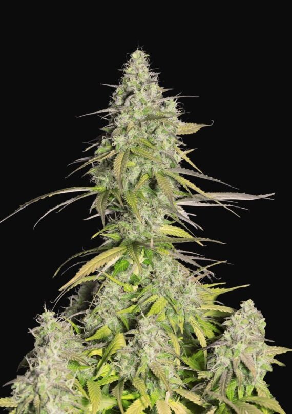 GIRL SCOUT COOKIES AUTO