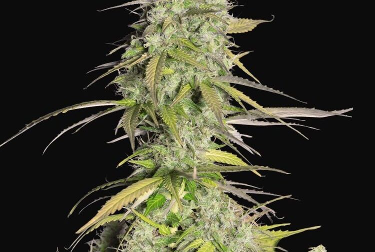 GIRL SCOUT COOKIES AUTO