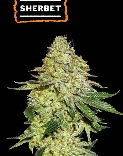 SHERBET FEM