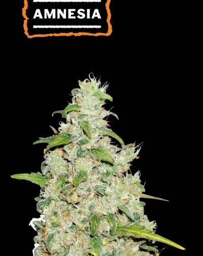 AMNESIA AUTO
