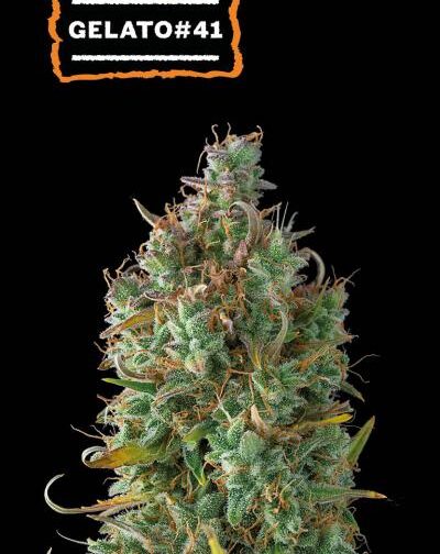 GELATO 41 AUTO