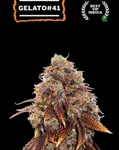 GELATO 41 FEM