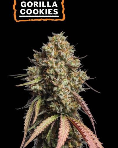GORILLA COOKIES AUTO