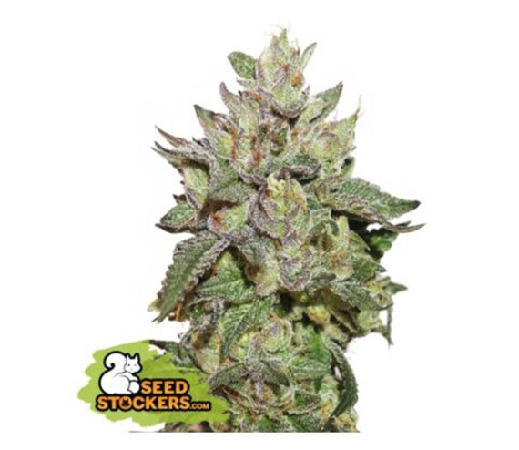 WEDDING CAKE FEM