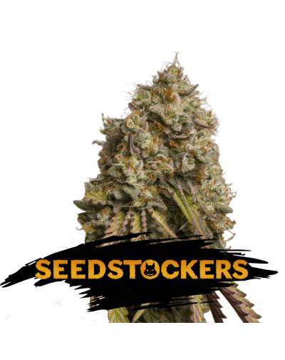 GORILLA COOKIES FEM