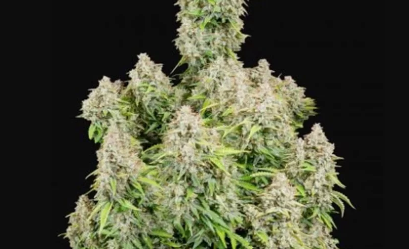 ORIGINAL CINDERELLA AUTO