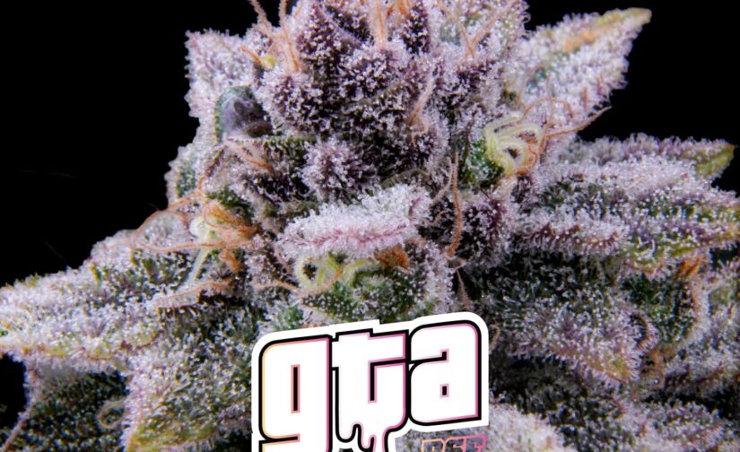 GTA FEM X12