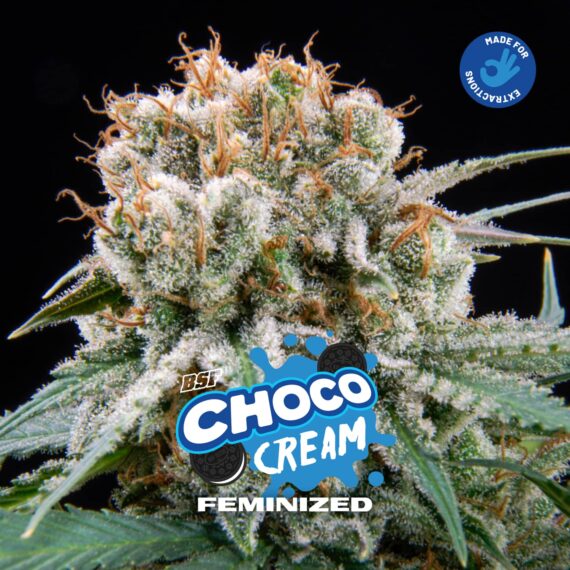 CHOCO CREAM FEM X12