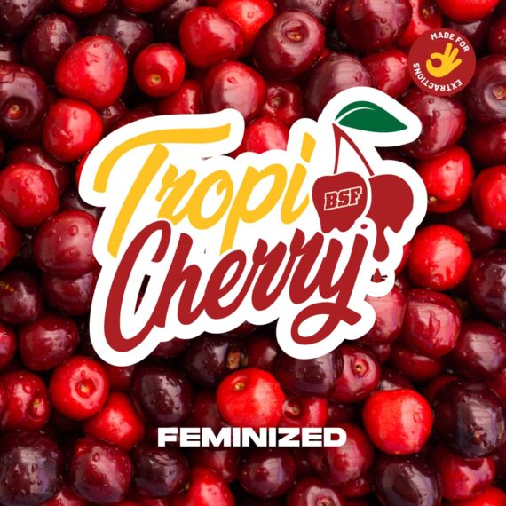 TROPI CHERRY X12