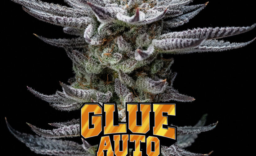 GORILLA GLUE AUTO