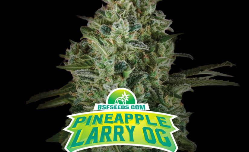 PINEAPPLE LARRY OG XXL AUTO