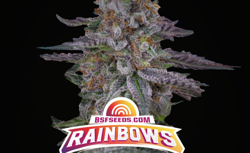 RAINBOW XXL AUTO