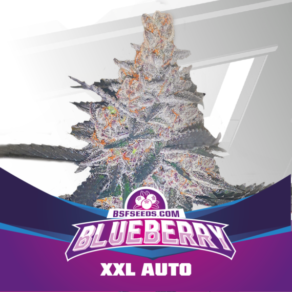 BLUEBERRY XXL AUTO