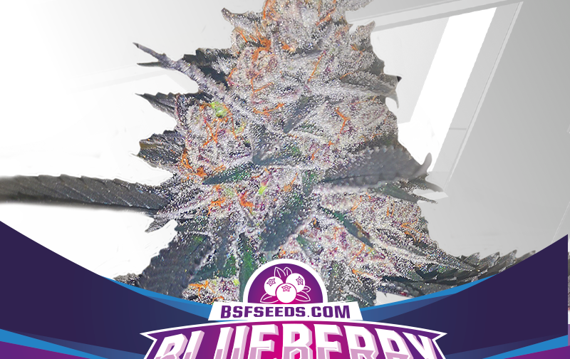 BLUEBERRY XXL AUTO