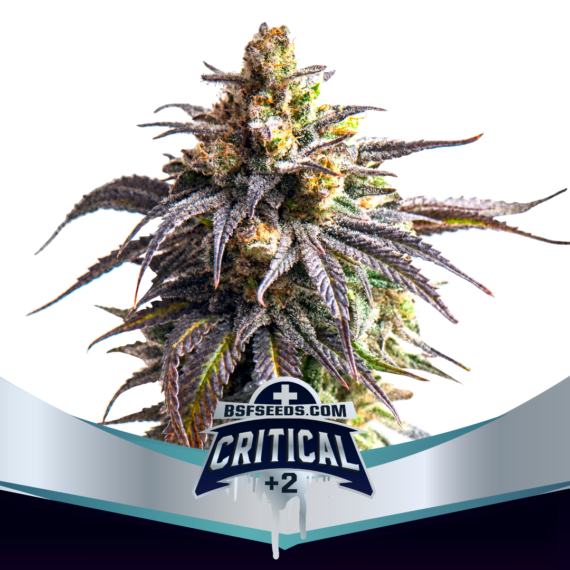 CRITICAL+ 2 XXL AUTO