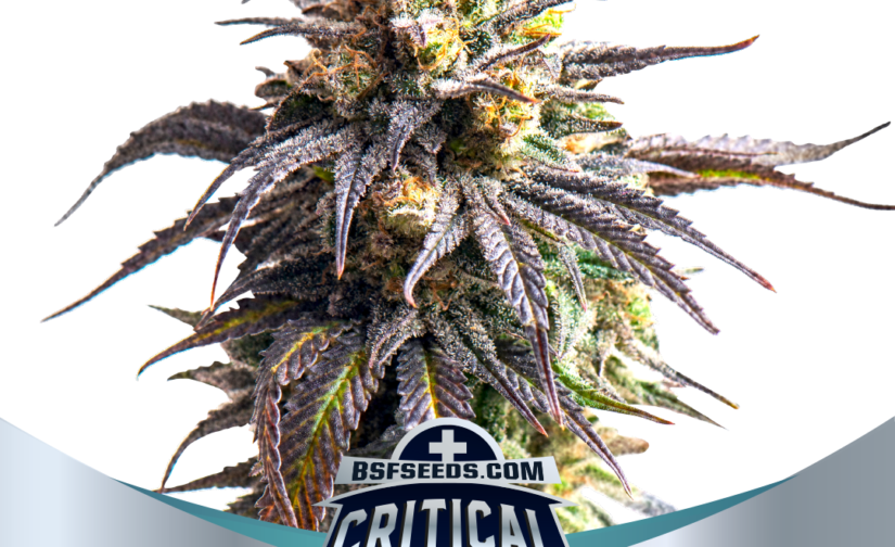 CRITICAL+ 2 XXL AUTO