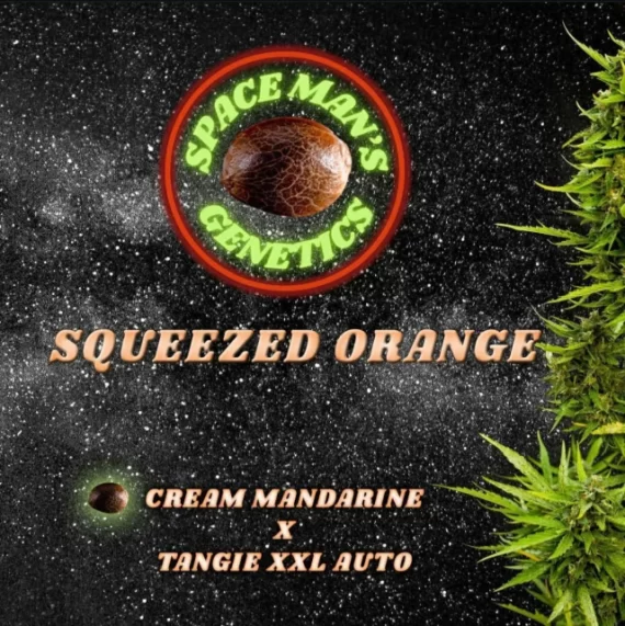 SQUEEZED ORANGE AUTO