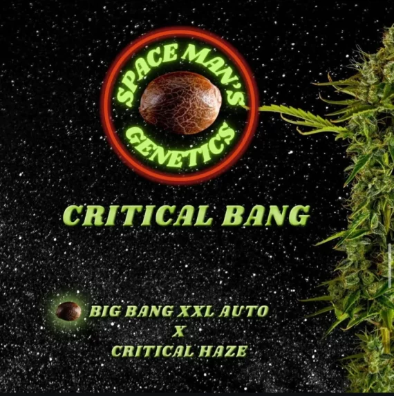 CRITICAL BANG AUTO