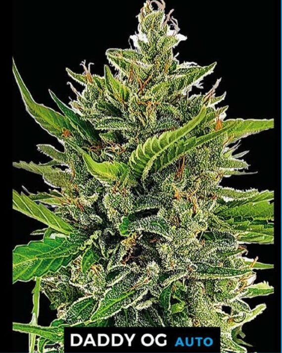 DADDY OG AUTO