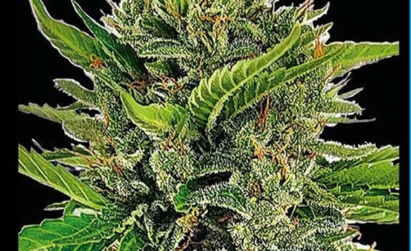DADDY OG AUTO