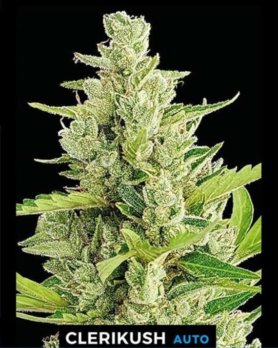 CLERIKUSH AUTO