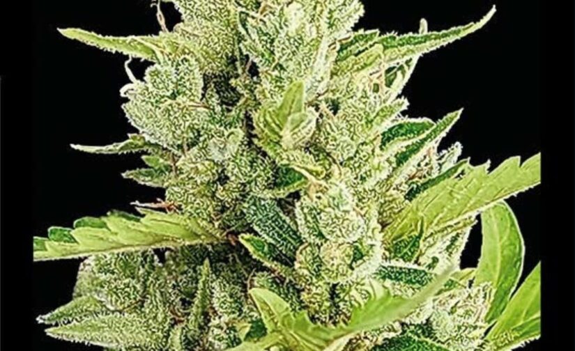 CLERIKUSH AUTO