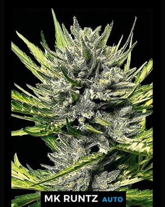MK RUNTZ AUTO