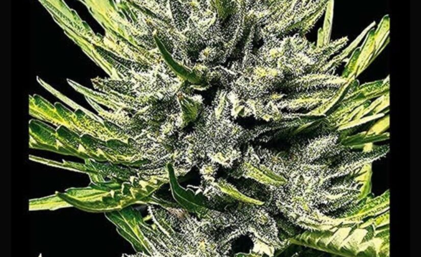 MK RUNTZ AUTO