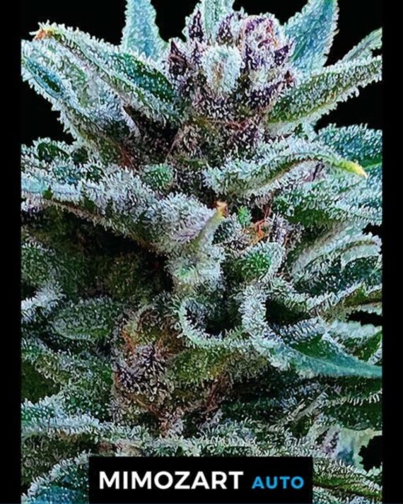 MIMOZART AUTO