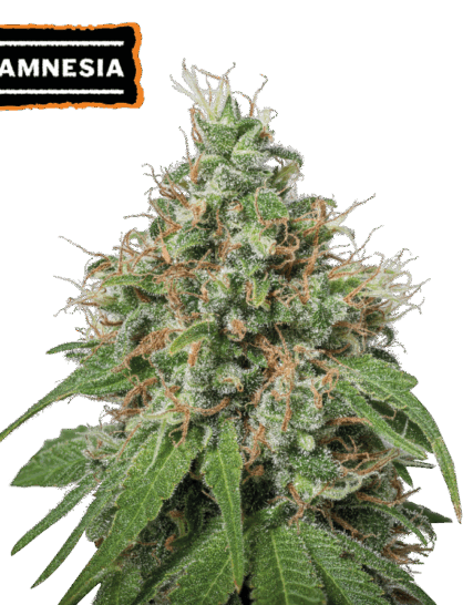 AMNESIA