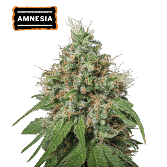 AMNESIA