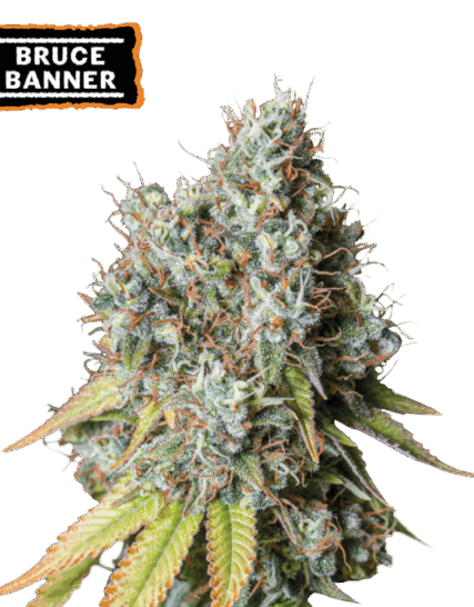 BRUCE BANNER
