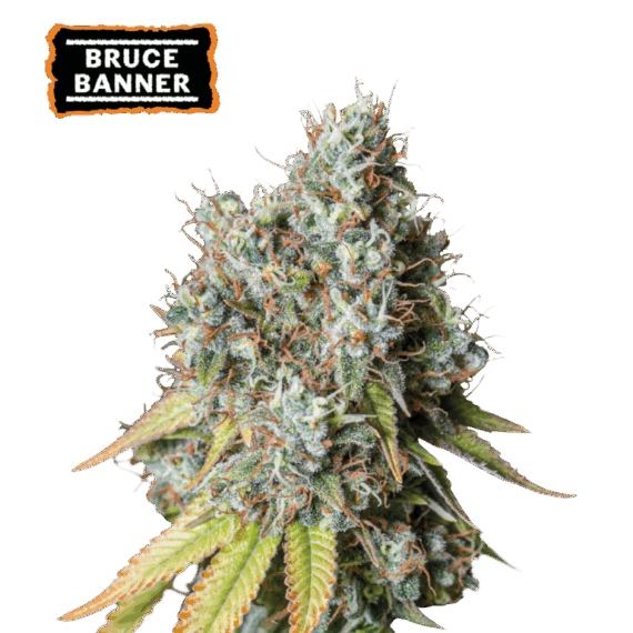 BRUCE BANNER