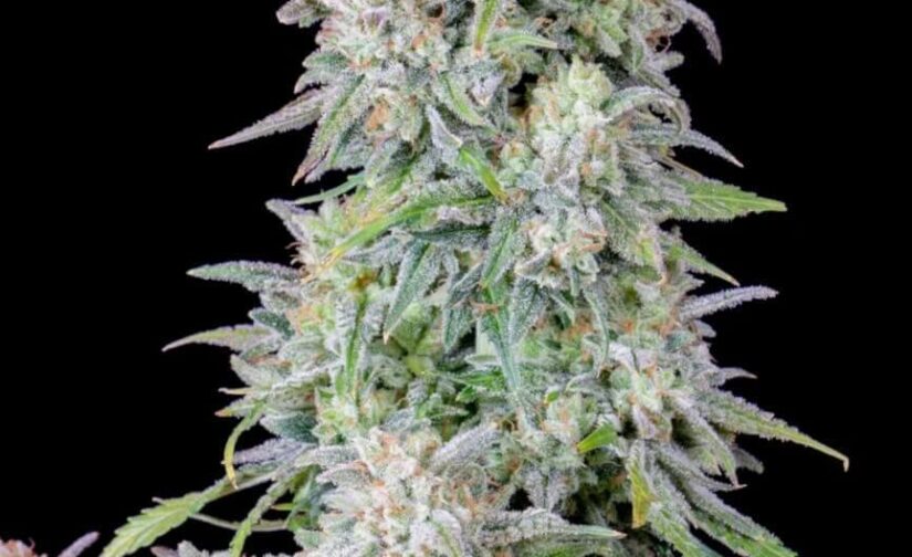 ORIGINAL AFGHAN KUSH