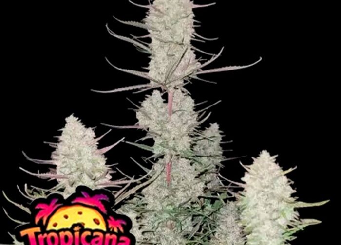 TROPICANA COOKIES