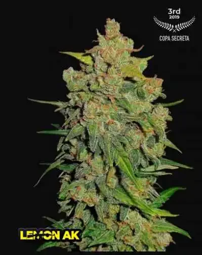 LEMON AK AUTO
