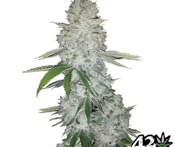 GORILLA GLUE AUTO