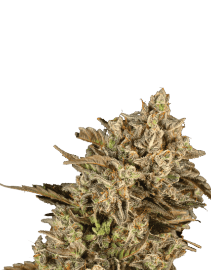 APOLLO BLACK CHERRY FEM