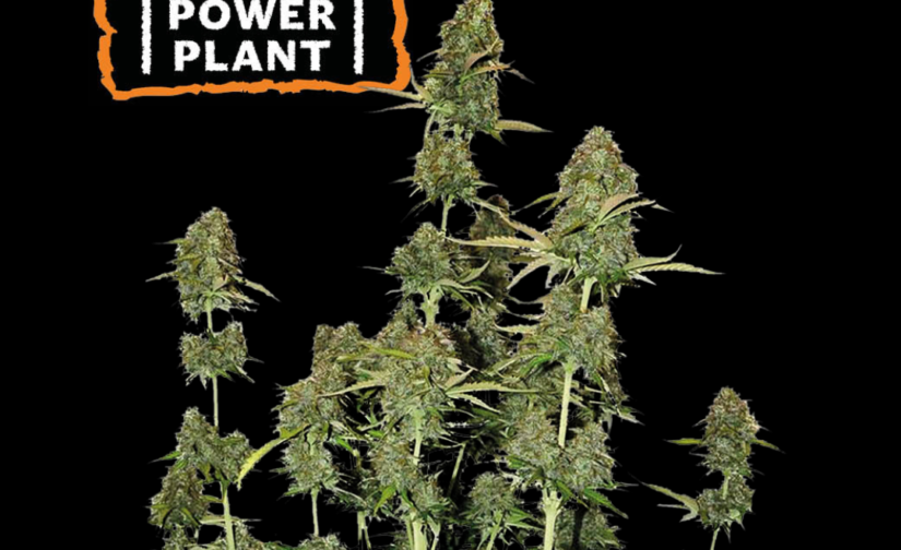 BCN POWER PLANT FEM