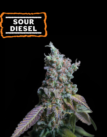 SOUR DIESEL FEM