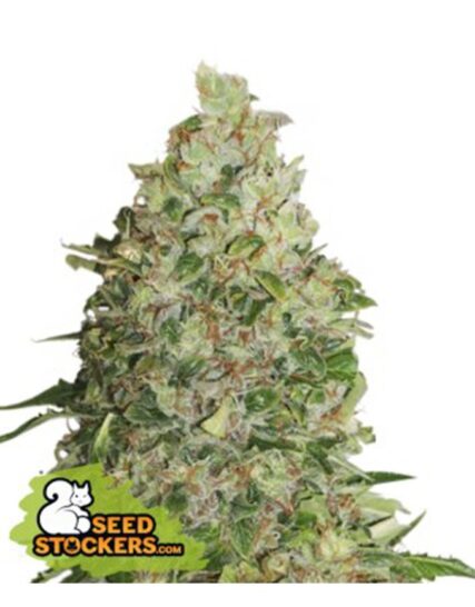 BCN CRITICAL XXL FAST FEM